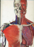 Ensiklopedia tubuh manusia