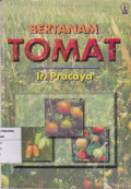 Bertanam tomat