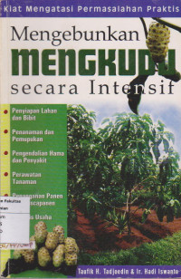 Mengebunkan Mengkudu Secara Intensif