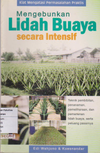 Mengebunkan lidah Buaya Secara Intensif